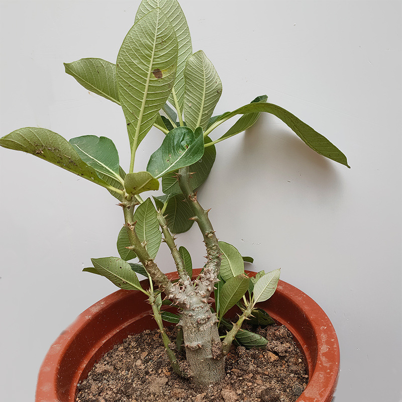 实生温莎瓶干 巴氏棒槌树属夹竹桃科 块根绿植盆栽均实拍图可挑选