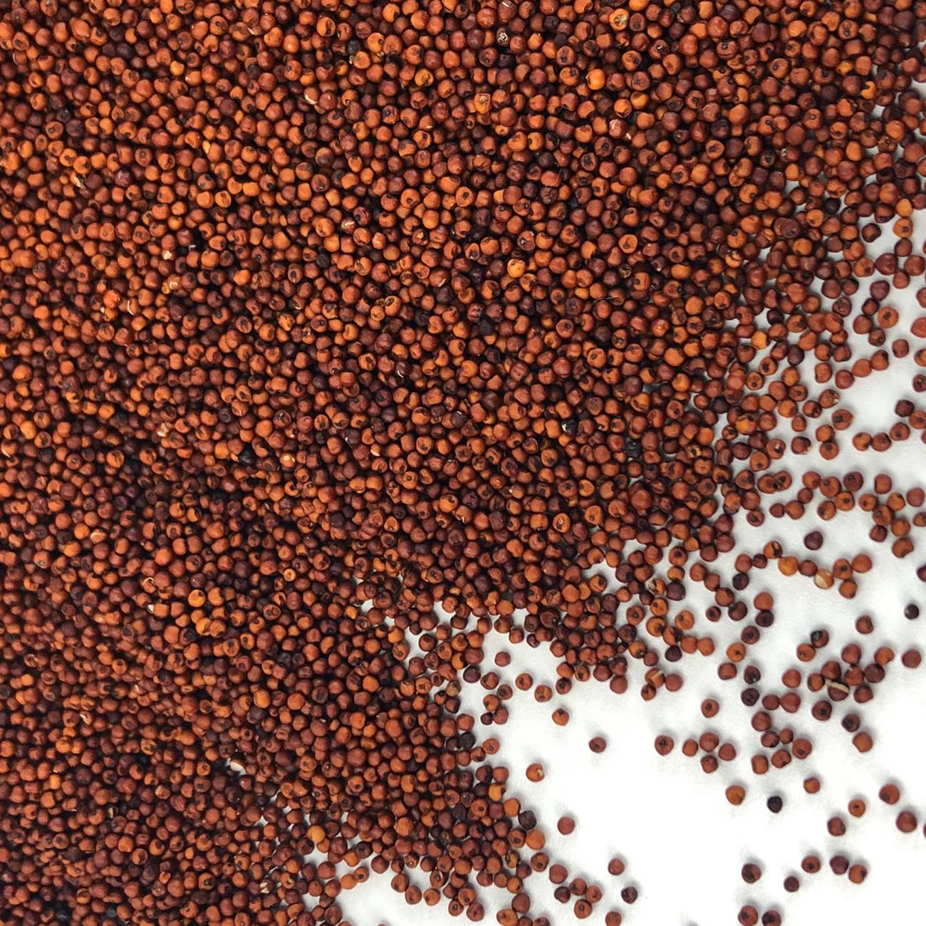 广西粟米粒龙爪粟拳头粟小枕头鸭脚粟米粥鸭脚栗米红色粟米粉