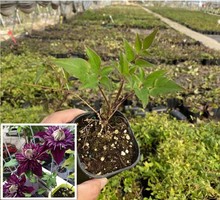 紫子丸 铁线莲攀援爬藤花苗花期长阳台植物盆花卉基地直销量大从