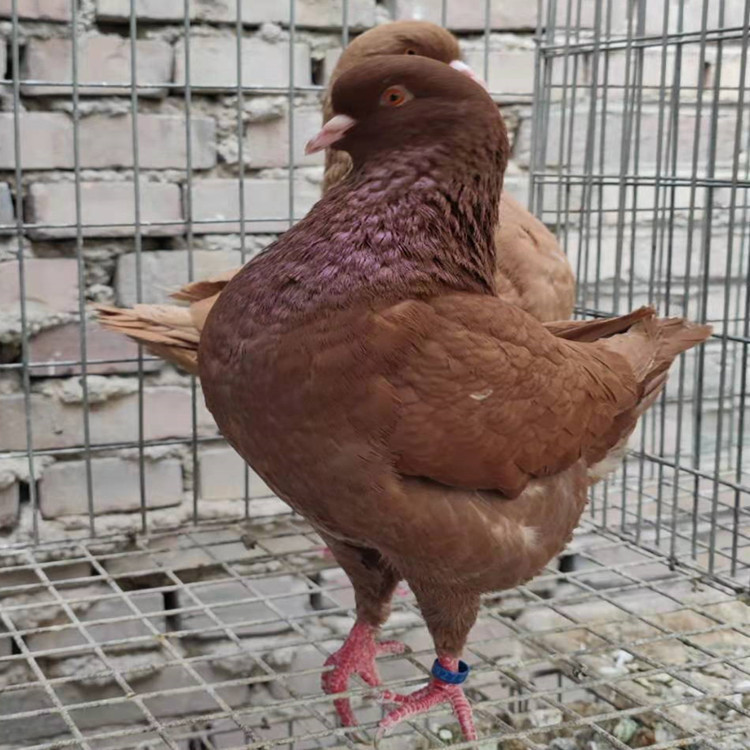 出售元宝鸽子 大元宝鸽种鸽 公斤元宝鸽 白元宝鸽 落地王鸽-阿里巴巴