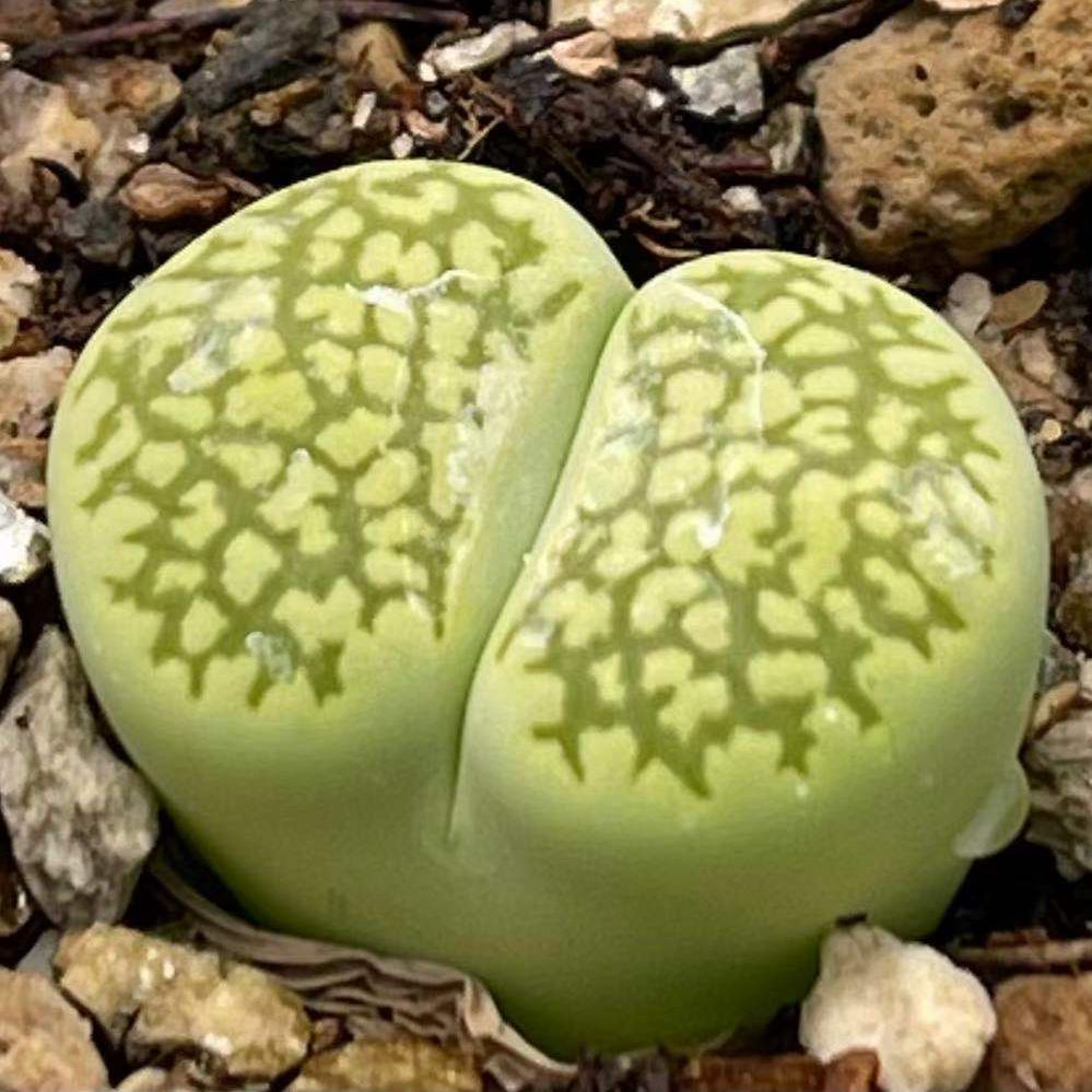 多肉植物 绿福来玉 荧光绿色 生石花母本 花卉园艺 绿植盆栽