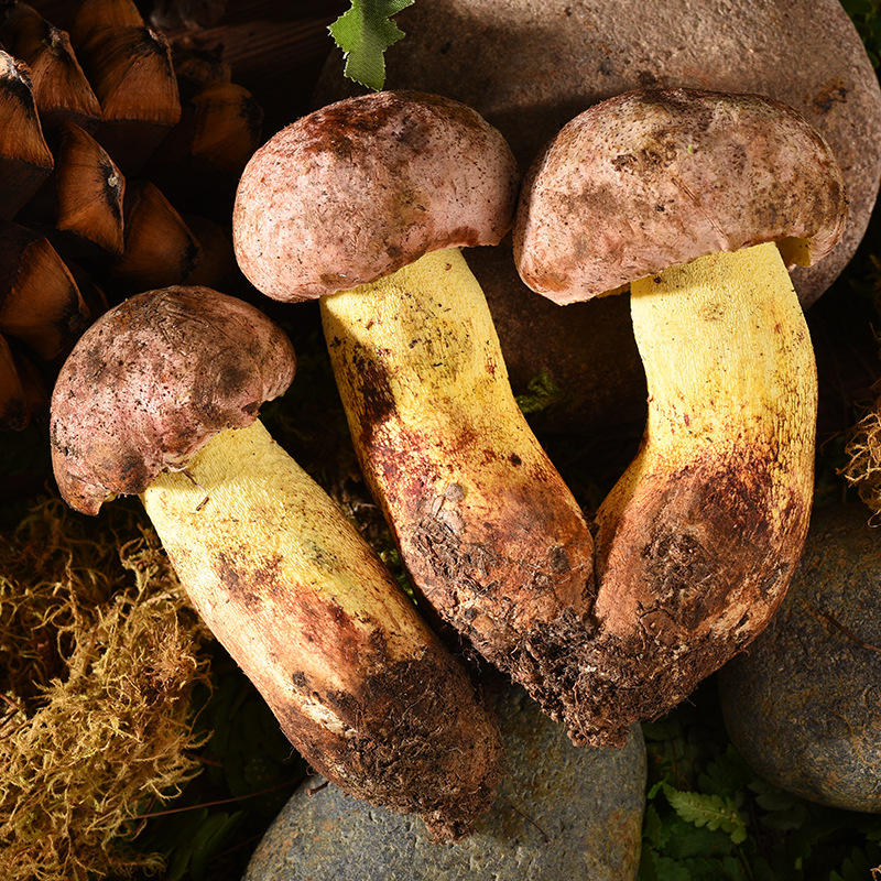 云南特产白牛肝菌 白葱菌新鲜菌菇牛肝菌速冻餐饮新鲜食用菌现货