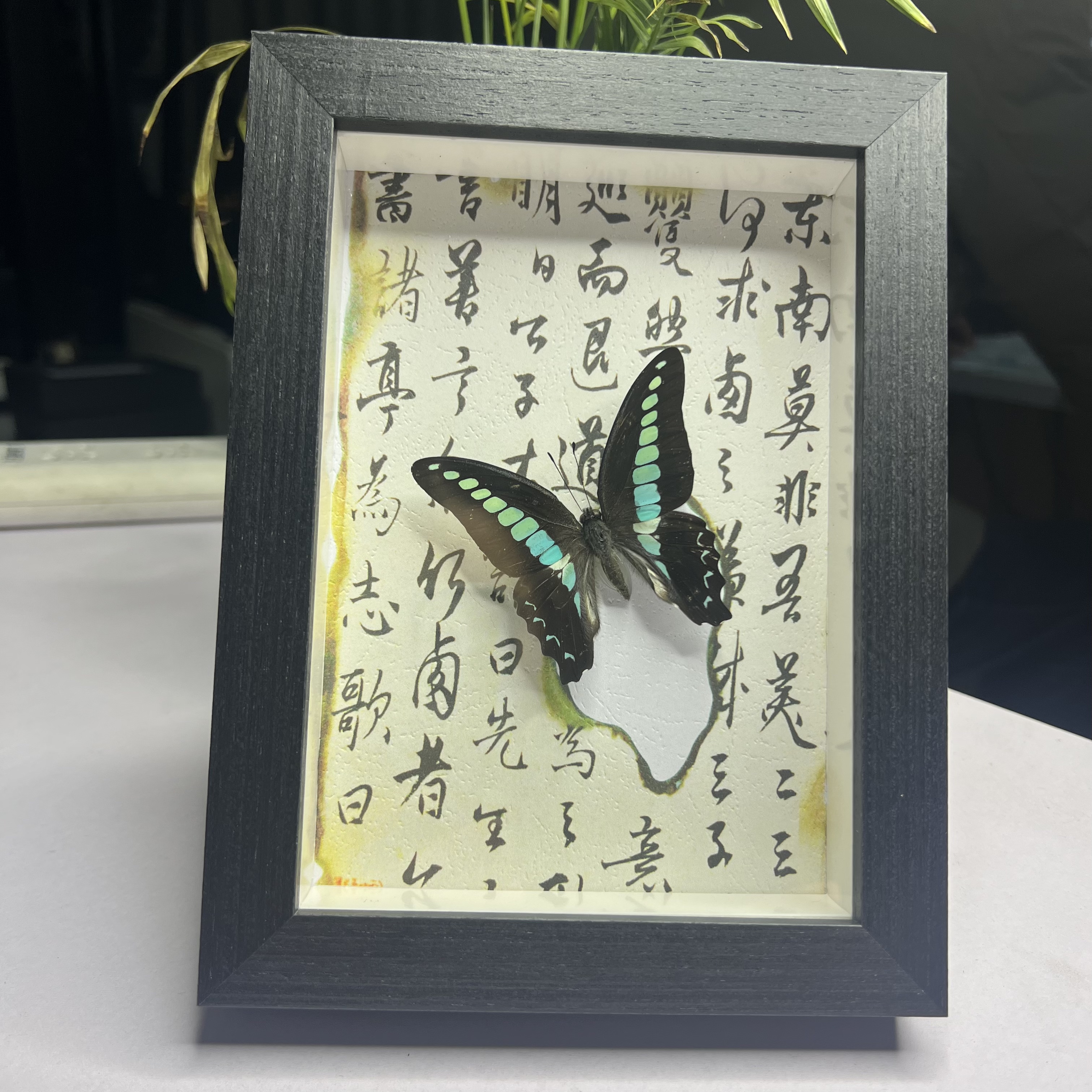 12wu实木相框玻璃镜面防刮蝴蝶昆虫标本相框装饰画相框手工diy材