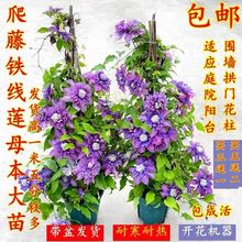 铁线莲大苗盆栽藤本爬藤花卉重瓣阳台庭院攀援四季植物带盆发货