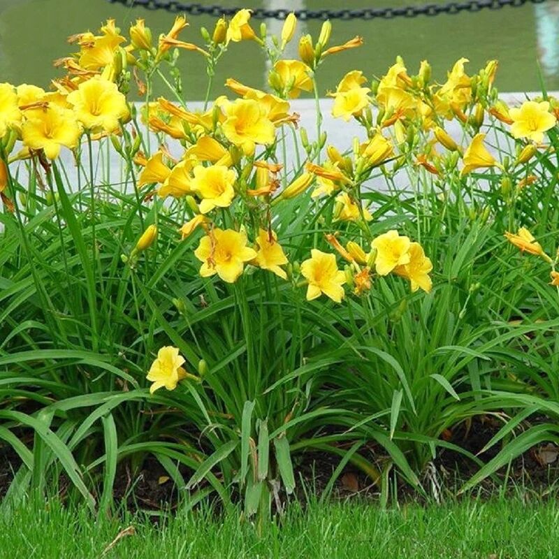 鸢尾花蓝蝴蝶多年生花苗盆栽地栽庭院阳台花卉耐寒常青金娃娃萱草