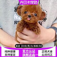 纯种泰迪犬幼犬活体小泰迪狗长不大的茶杯泰迪贵宾犬宠物狗活体