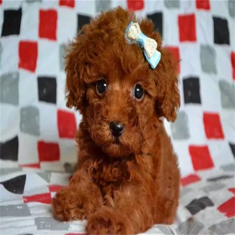 贵宾犬幼犬灰色泰迪活体红棕白色黑色咖啡色泰迪长不大茶杯犬狗狗