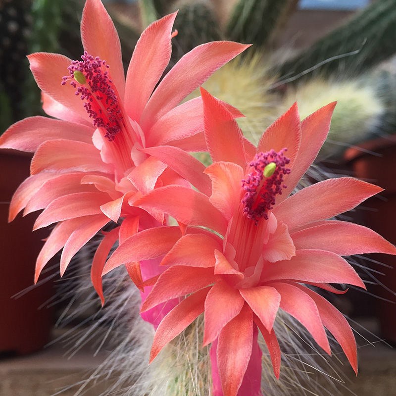 九尾狐盆栽进口长毛多肉植物稀有品种猴尾柱开花仙人掌室内小盆景