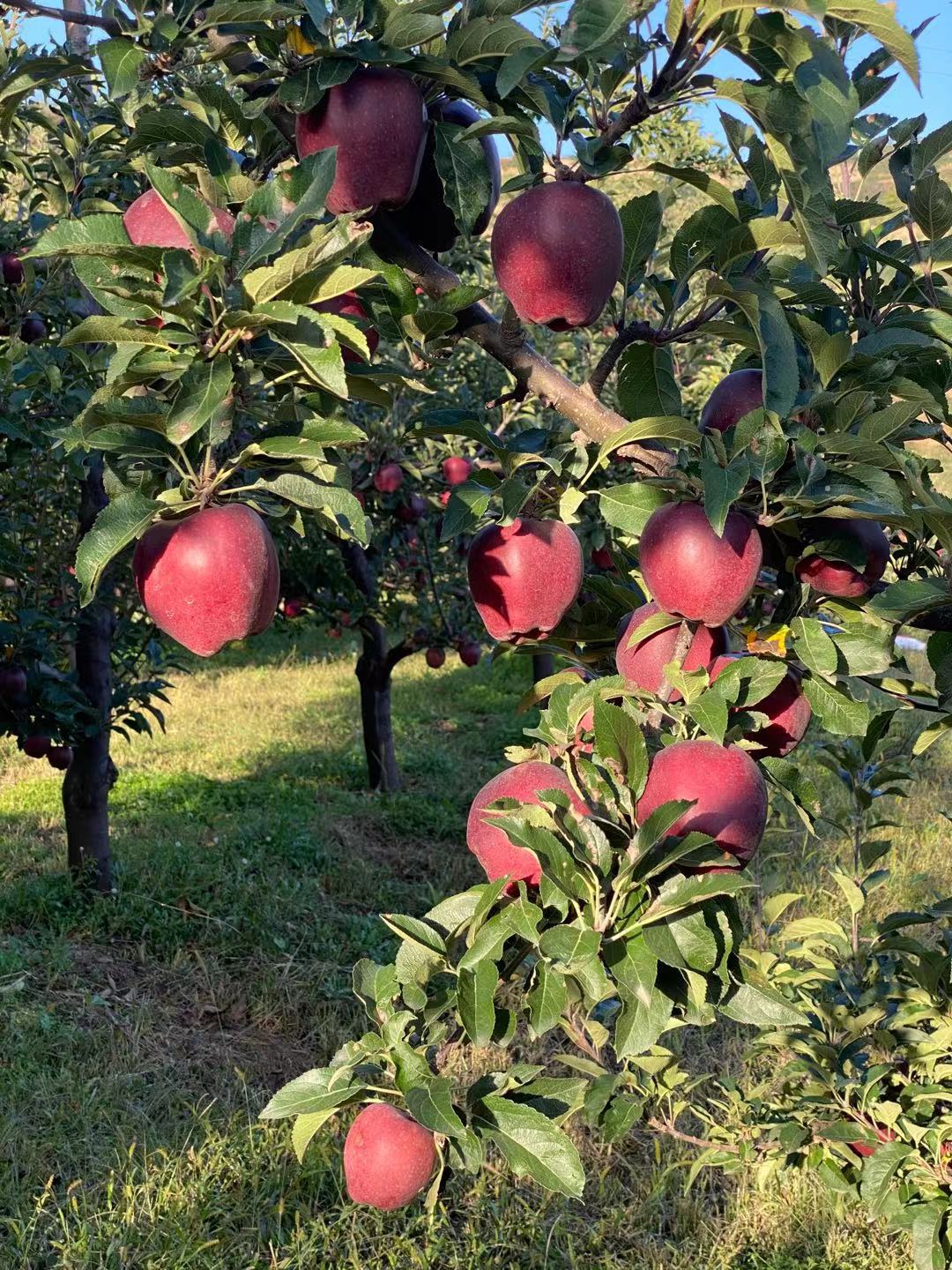 甘肃花牛苹果5斤10斤天水花牛苹果一件代发-阿里巴巴