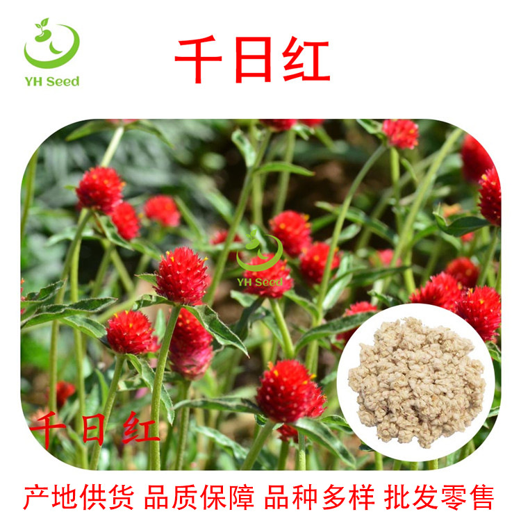 产地发货批发零售千日红千日紫花海景观花卉种子袋装花籽-阿里巴巴
