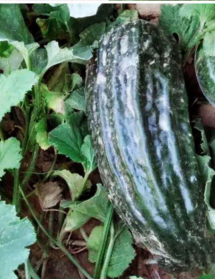 黑皮棱子酥酥脆菜瓜脆瓜种子春夏秋播蔬菜籽甜瓜菜瓜蔬菜种子批发