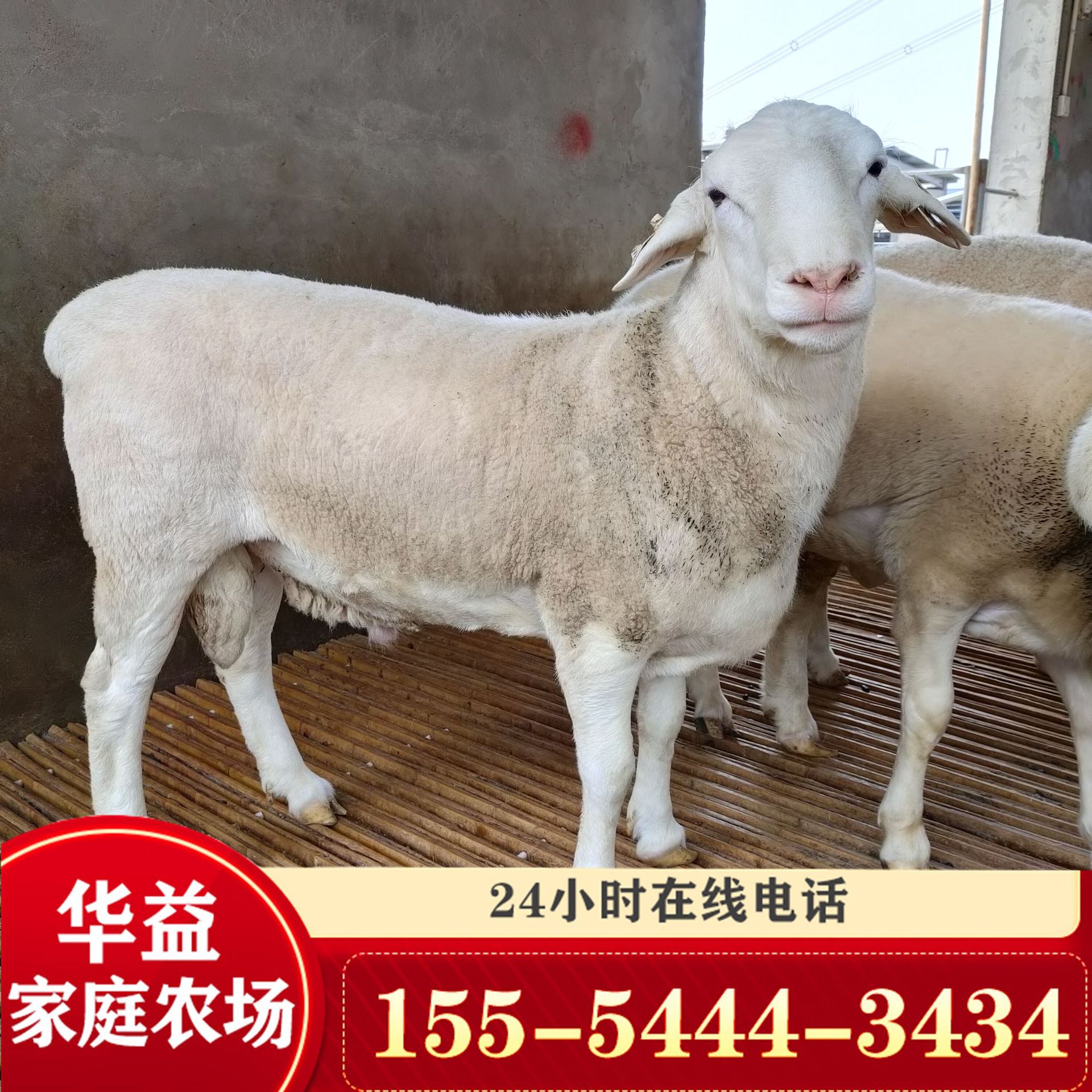 杜泊绵羊活体 澳洲白绵羊和杜泊羊的区别 黑头杜波羊常年出售