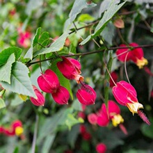 藤本爬藤植物盆栽灯笼花苗蔓性风铃花四季开花带花发货阳台花卉