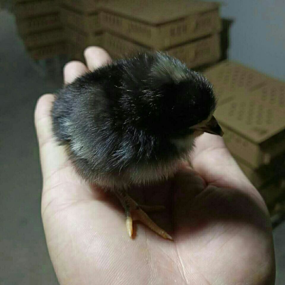 济宁汶上芦花小鸡土鸡五黑小鸡提供养殖说明书