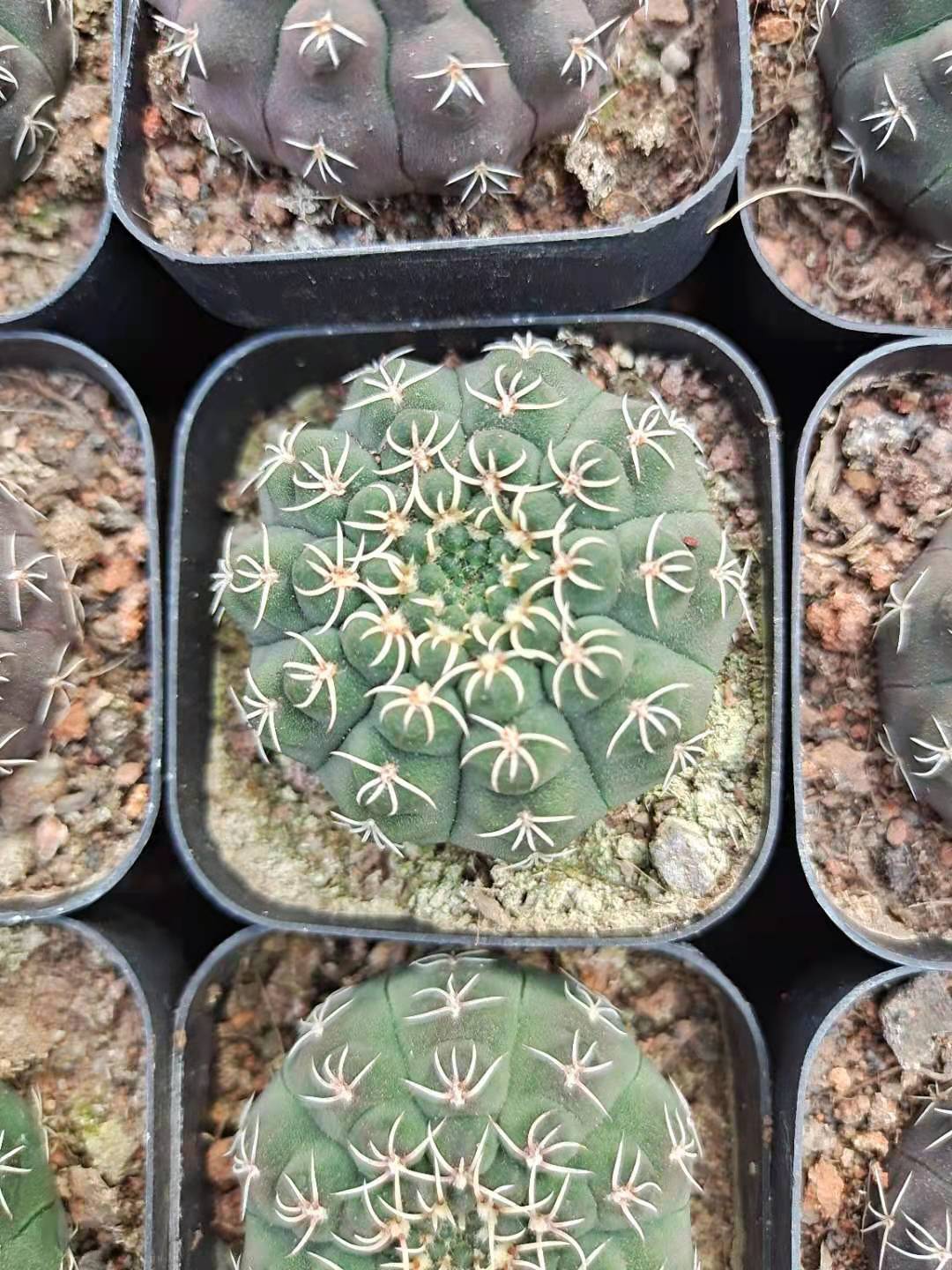 白刺瑞昌玉仙人球 实生根趴刺仙人球不扎手园艺盆栽