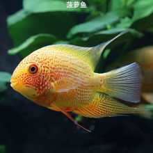 喷点菠萝鱼活体钻石菠萝鱼红肩绿热带观赏鱼宠物鱼淡水鱼龙鱼配鱼