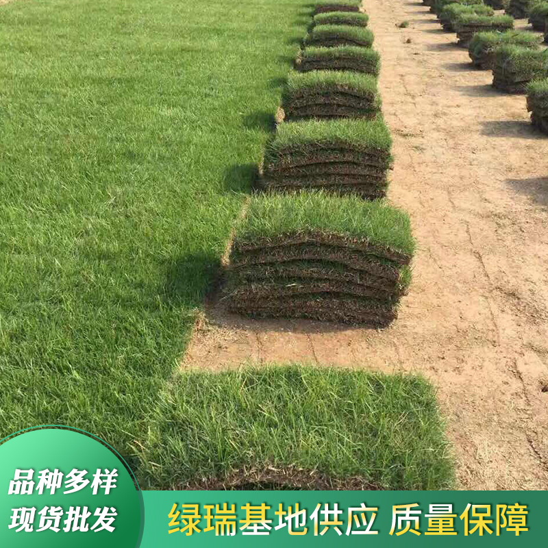 马尼拉 台湾青 真草坪批发 工程草坪铺设 应用广泛定制批发