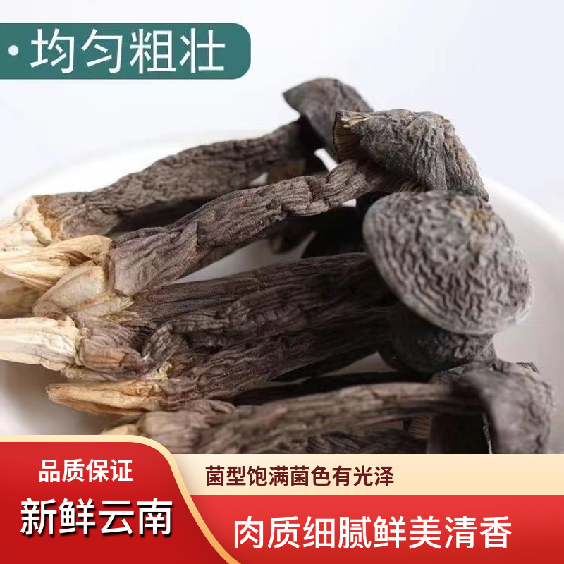 云南黑皮鸡枞菌当季新货滋补鸡枞煲汤新鲜材料新鲜的鸡枞菌-阿里巴巴