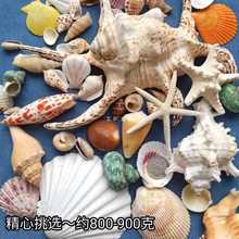 8EC2天然小大贝壳海螺海星寄居蟹鱼缸造景装饰品漂流瓶材料幼儿园