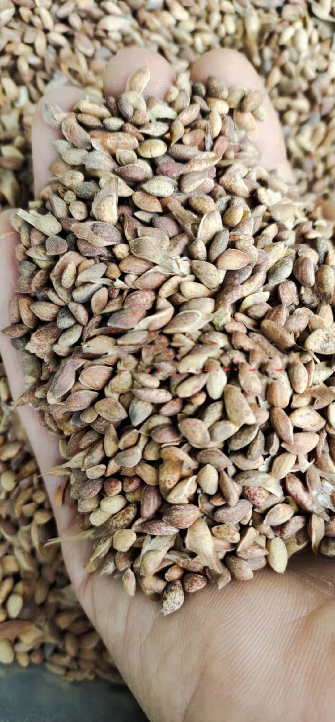 批发松柏籽 黑松种子 黑松 油松 雪松 罗汉松等