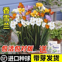 进口重瓣香雪兰大种球小苍兰室内阳台盆栽浓香型花卉四季开花种子