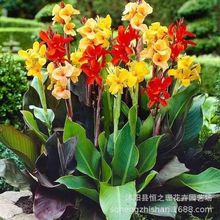 美人蕉绿植水生美人蕉苗庭院水池多年生水生植物盆栽绿植阳台盆栽