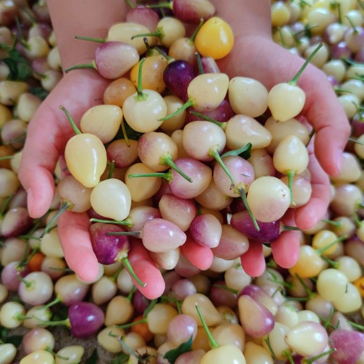 广西五彩椒 新鲜七彩辣椒 五色朝天椒灯笼泡椒现摘现发农家小米椒