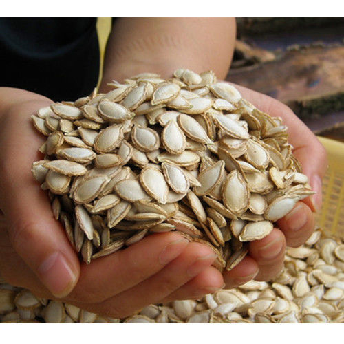 生南瓜子土南瓜籽随州洪山特产农家南瓜子带壳原味新鲜生瓜子