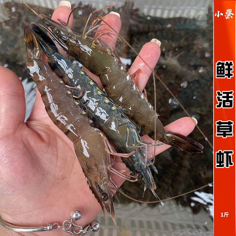 鲜活草虾野生海鲜水产超特大斑节虾基围虾大明虾九节虾竹节虾500g