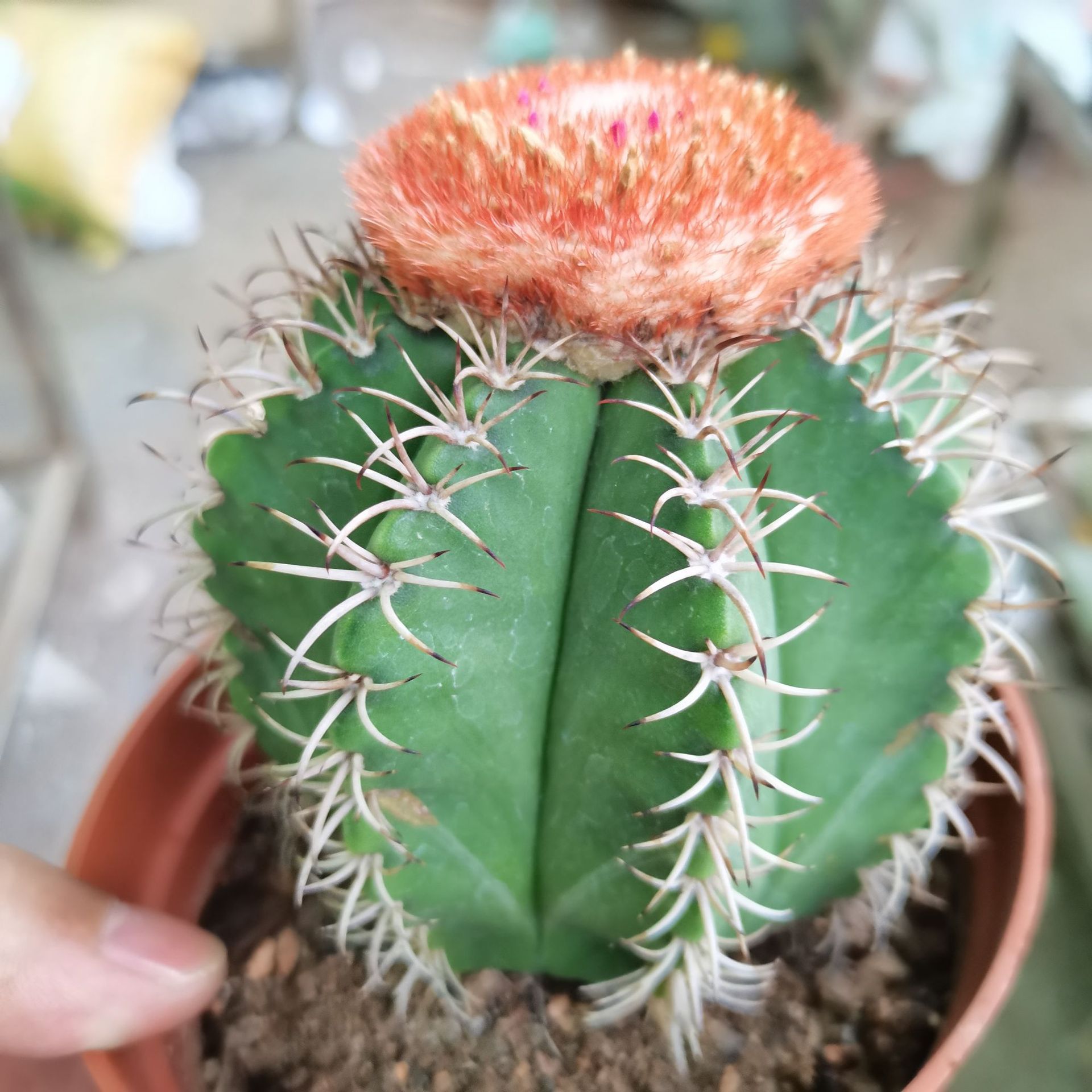 【产地直发】24装大魔云仙人球批发 仙人掌组合盆栽 多肉植物批发