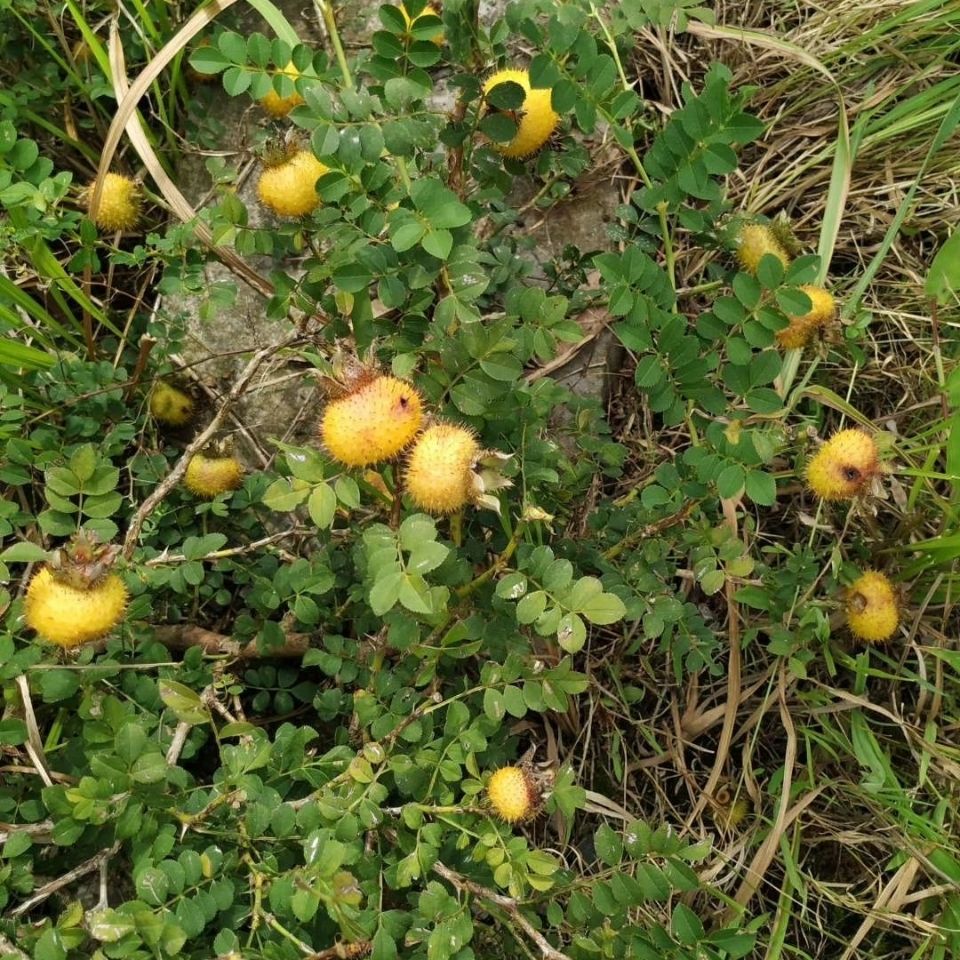 野生刺梨根下单包邮 中草药材贵州省高海拔茨藜子根茎茨梨新货
