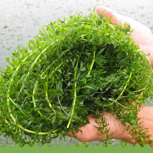 【海南龙虾】-海南龙虾厂家,品牌,图片,热帖-阿里巴巴