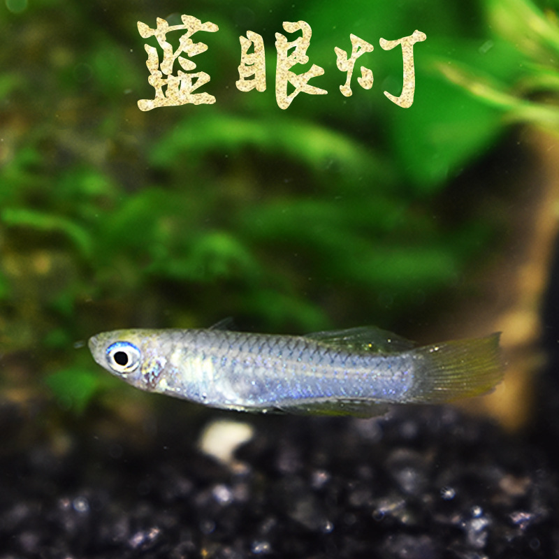 蓝眼灯 水草缸蓝眼睛小型热带观赏鱼群游女王青鳉鱼活体容易上手
