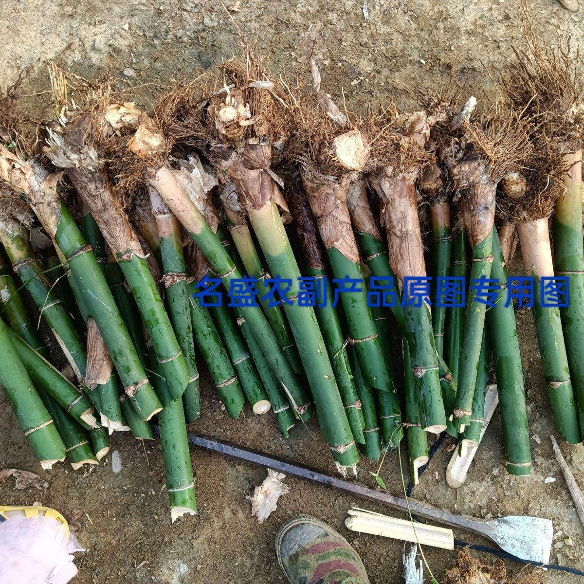 【麻竹苗】正宗地栽大苗大叶麻竹苗甜竹苗竹子盆景