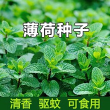 薄荷种子盆栽可食用薄荷子种苗猫薄荷种孑留兰香食用薄荷籽阳台花