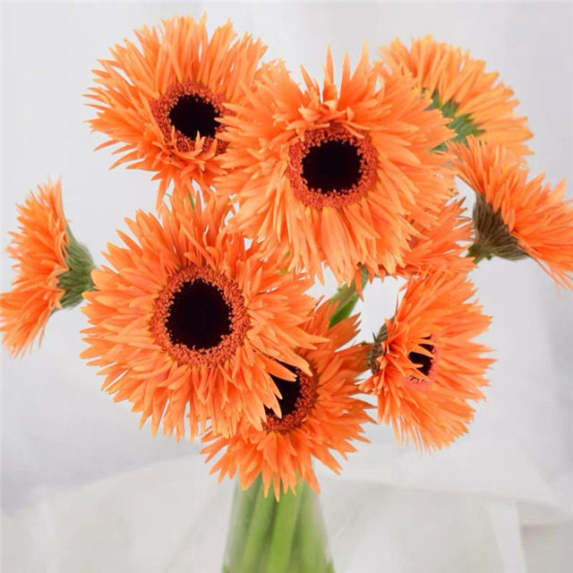 非洲菊鲜花批发扶郎花太阳花拉丝菊鲜花花店摆摊用花社区团购货源