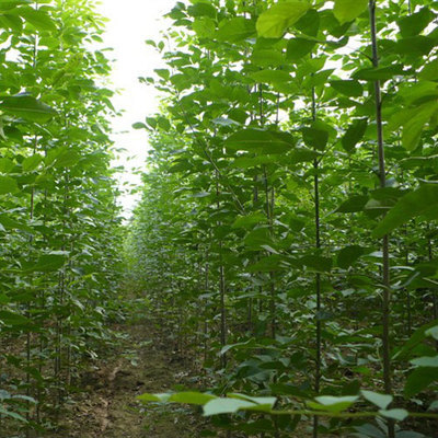 绿化苗庭院植物木白蜡树苗白蜡杆树苗速生白腊树苗对节白腊大小苗