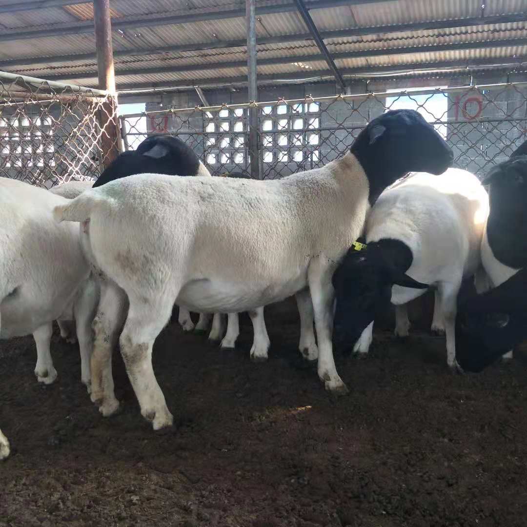 山东杜泊绵羊养殖场 黑头杜泊绵羊创业养殖 可视频可来场