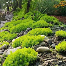 佛甲草黄金地被植物可四季观叶盆栽庭院假山绿化屋顶隔热耐热耐寒