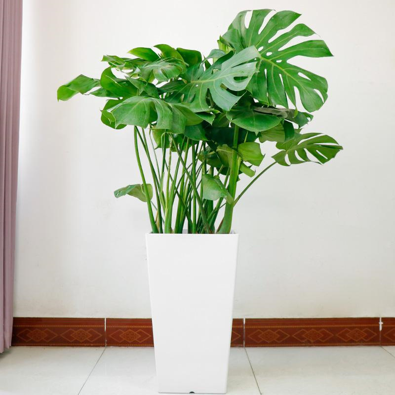 龟背竹大型盆栽绿植室内客厅四季常青大叶水培植物