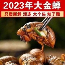 2023现货速发野生大知了猴金蝉新鲜活体速冻蝉蛹爬叉猴冷冻节流龟