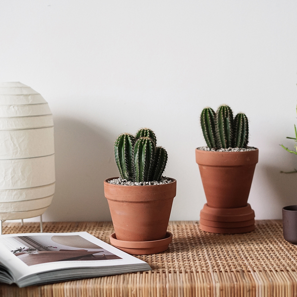 墨西哥大凤龙 实生多头仙人掌 送礼物桌面盆栽