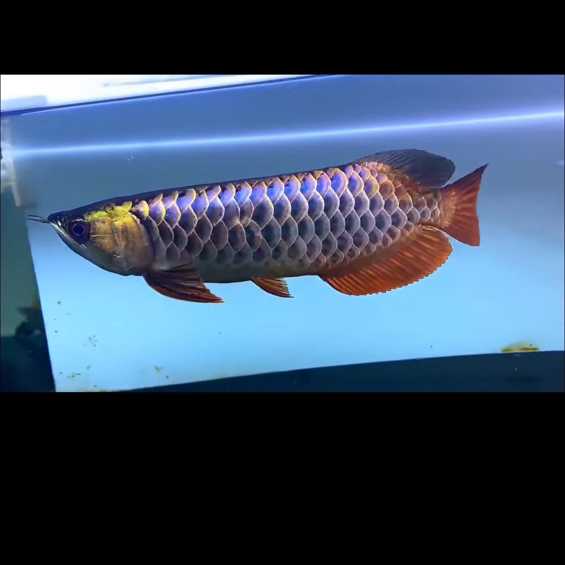 血统纯正辣椒绿皮红龙高背金龙银龙鱼苗随机发货观赏鱼热带鱼活鱼
