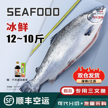 海泽鲜  冰鲜挪威三文鱼整条(大西洋鲑)8-14斤 免费分切 新鲜三文