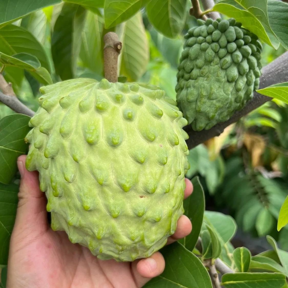 ii凤梨牛奶释迦果大果新鲜番荔枝佛头果摩尼果罕见稀有水果整箱包