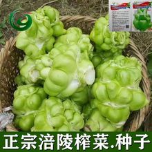 涪陵榨菜种子正宗四川大头菜榨菜头青菜头芥菜夏秋季蔬菜耐高温种