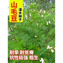 山毛豆种孑护坡固土荒山地造林灌木草籽白灰毛豆道路绿化野草种种