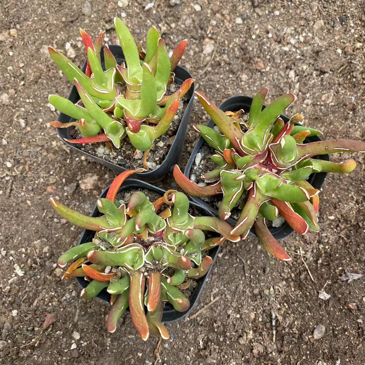 新妖多肉植物枝干番杏盆栽母本开花群生多头趣味宠物小盆栽花卉