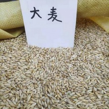甜荞麦种子苦荞麦红高粱大麦小麦黑小麦燕麦薏米青稞杂粮籽种批发