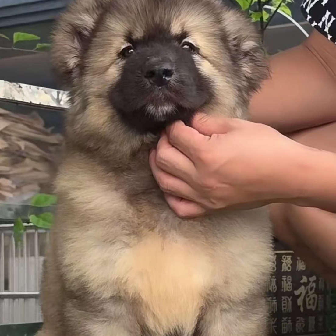 高加索幼犬活体巨型犬高加索幼犬活体纯种宠物狗高加索犬批发活体